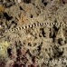 pipefish_ringed_bu_mb_h_0505_png4224.jpg